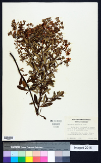 Hypericum densiflorum image