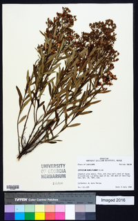 Hypericum densiflorum image