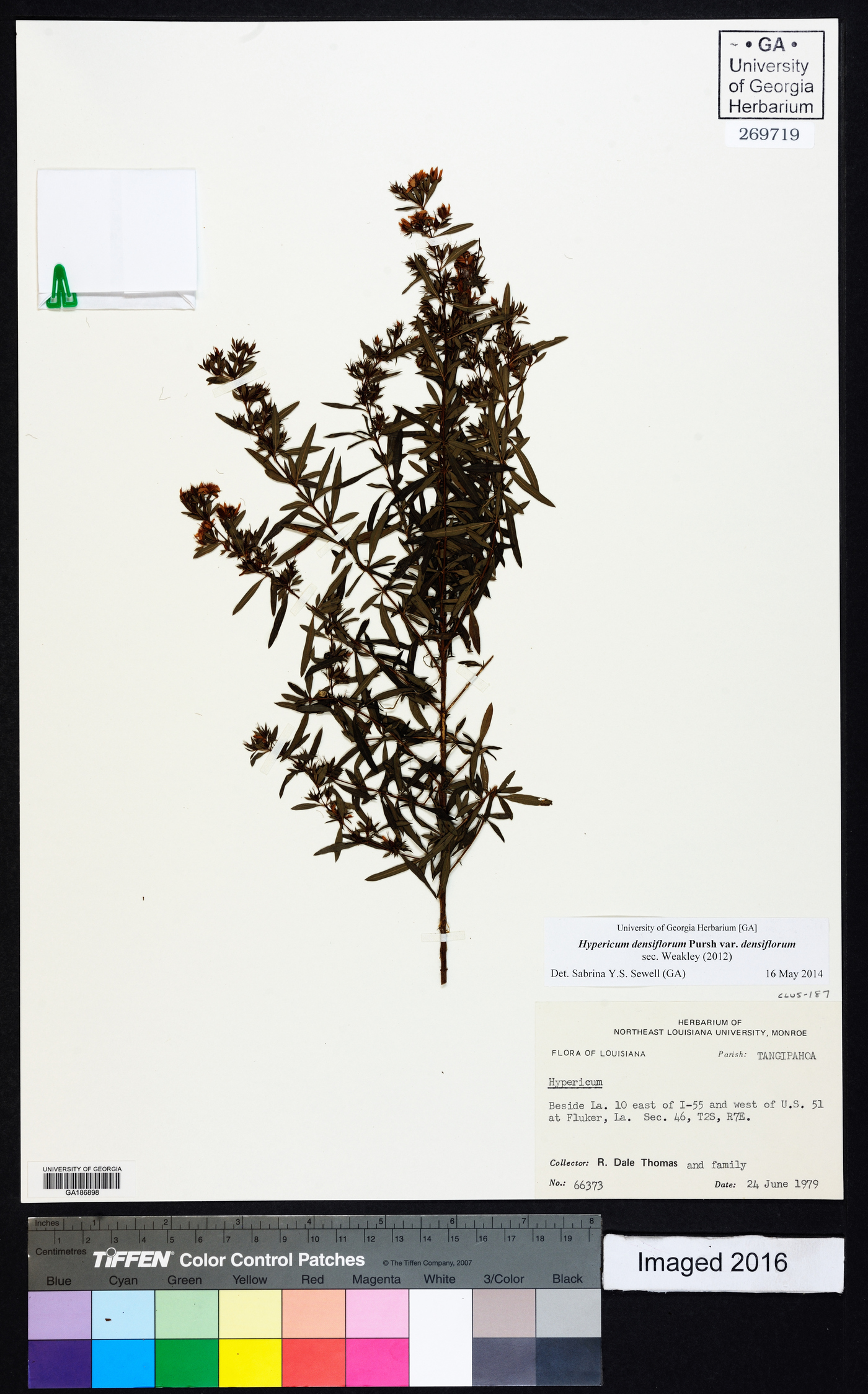 Hypericum densiflorum var. densiflorum image