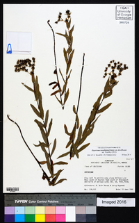 Hypericum densiflorum image