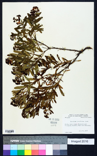 Hypericum densiflorum image