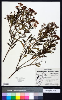 Hypericum densiflorum image