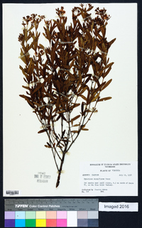 Hypericum densiflorum image