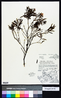 Hypericum densiflorum image