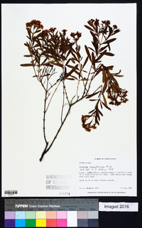 Hypericum densiflorum image