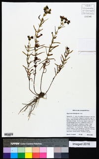 Hypericum dolabriforme image