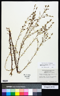 Hypericum drummondii image