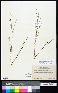 Hypericum drummondii image