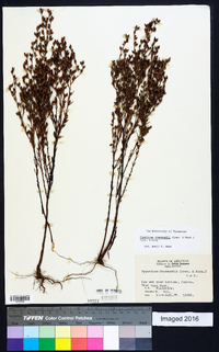 Hypericum drummondii image