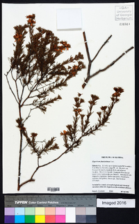 Hypericum fasciculatum image