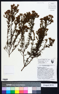 Hypericum fasciculatum image
