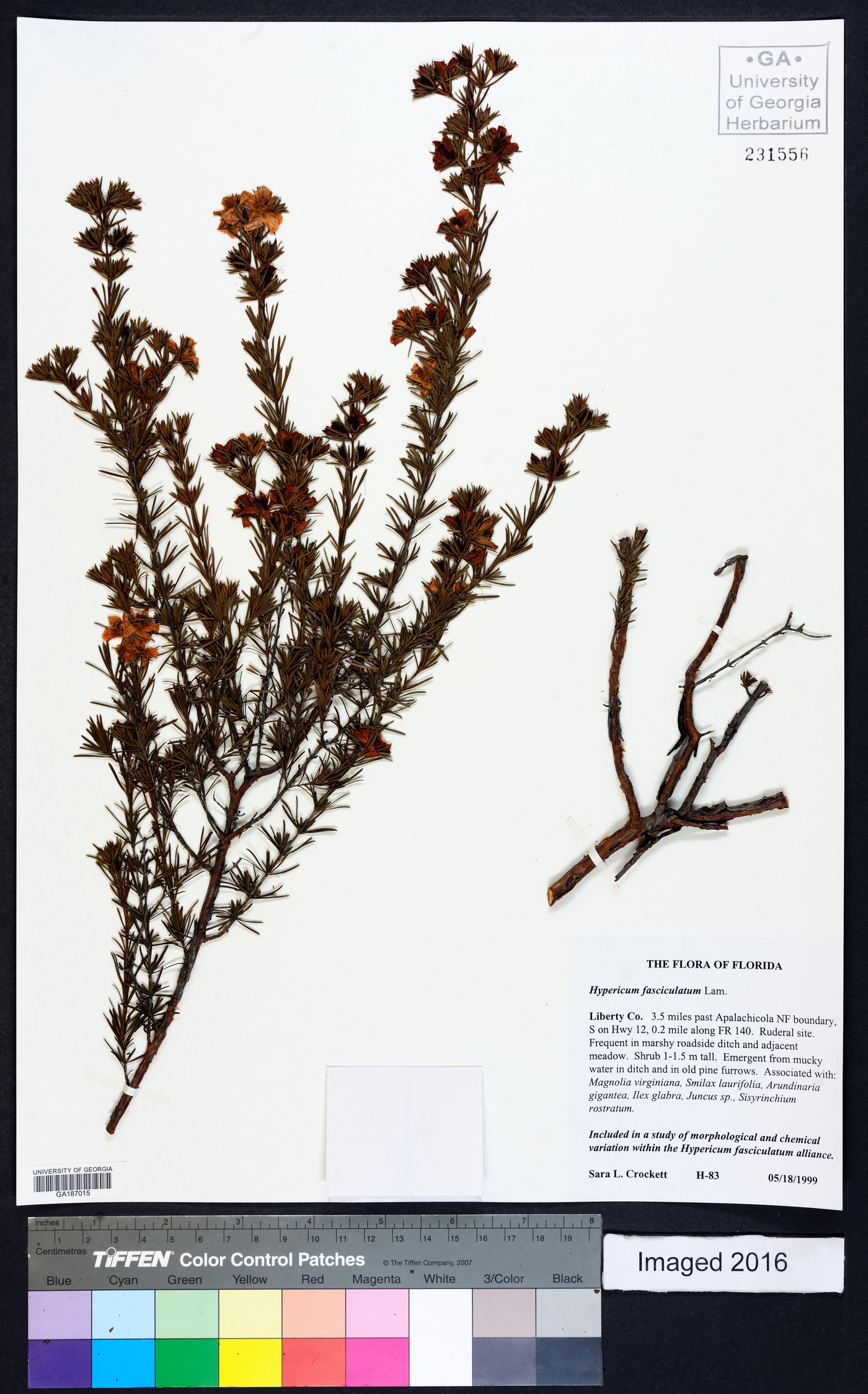 Hypericum fasciculatum image