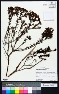 Hypericum fasciculatum image