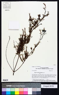 Hypericum fasciculatum image