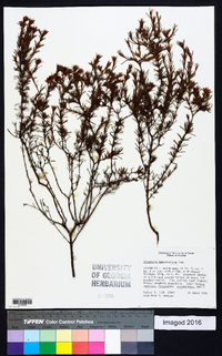 Hypericum fasciculatum image