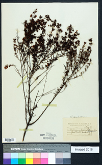 Hypericum fasciculatum image