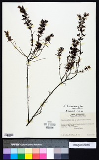 Hypericum fasciculatum image