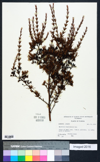 Hypericum fasciculatum image