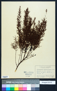 Hypericum fasciculatum image