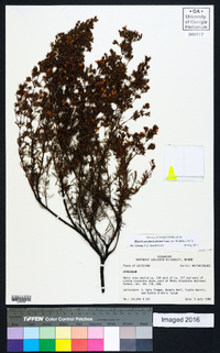 Hypericum fasciculatum image