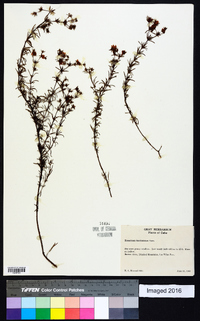 Hypericum fasciculatum image