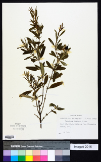 Hypericum frondosum image