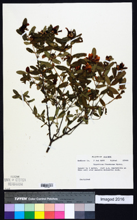 Hypericum frondosum image