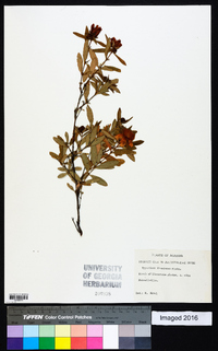 Hypericum frondosum image