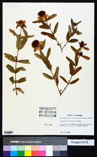 Hypericum frondosum image