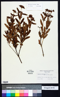 Hypericum frondosum image