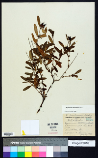 Hypericum frondosum image