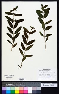 Hypericum frondosum image