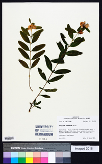 Hypericum frondosum image