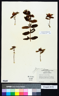 Hypericum frondosum image