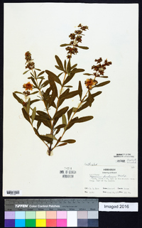 Hypericum frondosum image