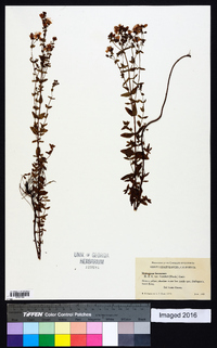 Hypericum scouleri subsp. scouleri image