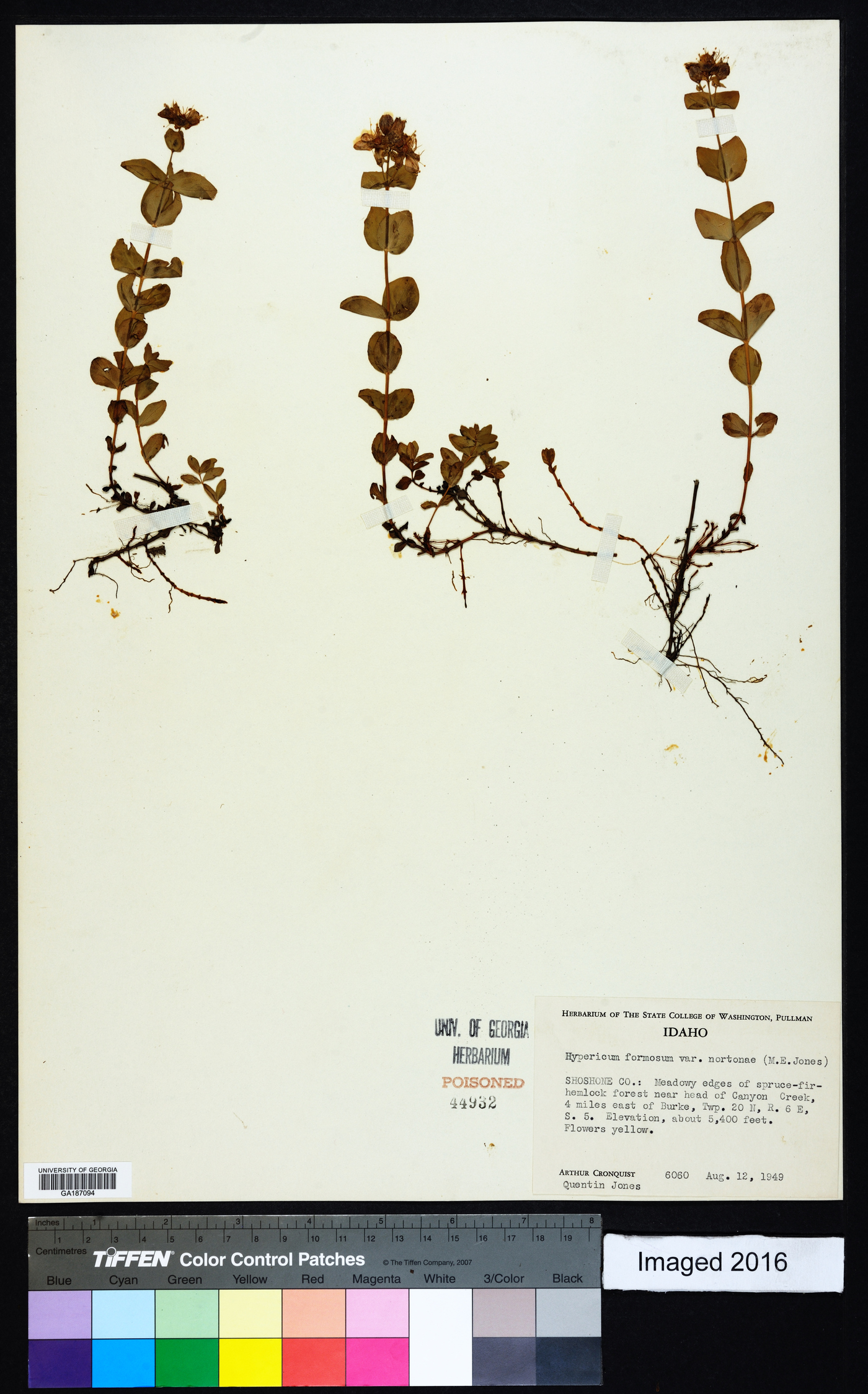 Hypericum scouleri subsp. nortoniae image