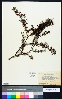 Hypericum galioides image