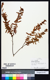 Hypericum galioides image
