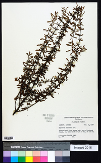 Hypericum galioides image