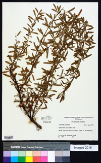 Hypericum galioides image