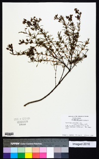 Hypericum galioides image