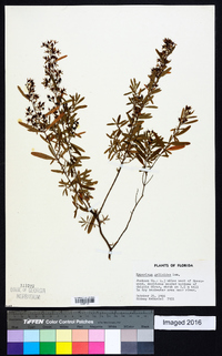 Hypericum galioides image