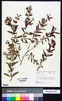 Hypericum galioides image