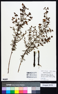 Hypericum galioides image