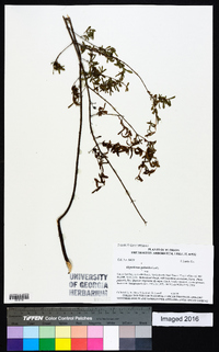 Hypericum galioides image