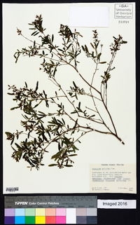 Hypericum galioides image