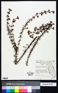 Hypericum galioides image