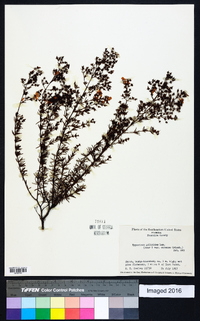 Hypericum galioides image