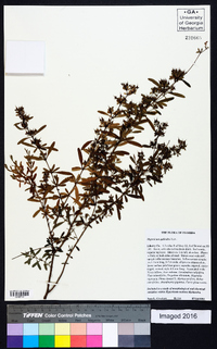 Hypericum galioides image